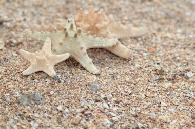 Yaz aylarında sahilde deniz yıldızı