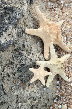 kum zemin üzerine yıldız balık