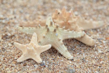 Deniz yıldızı Plajı kum - kopya alanı