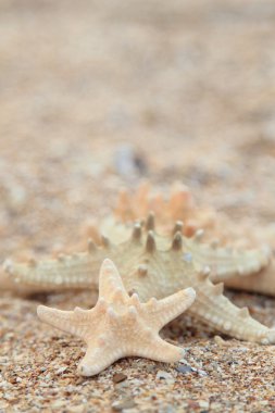 kum zemin üzerine yıldız balık
