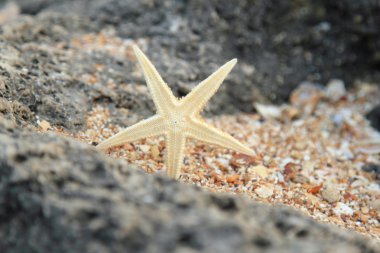 Deniz dekor tasarımı için