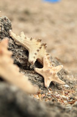 Sahilde, arka plan bulanık buzlu yalan büyük güzel deniz yıldızı