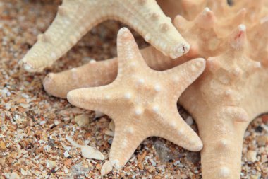 güzel deniz tasarım