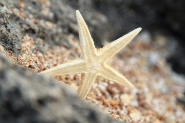 Sahilde deniz hazineleri