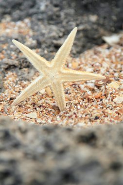 Deniz kabukları ve deniz kıyısı