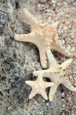 güzel deniz tasarım