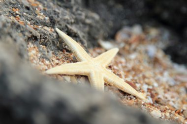 Deniz dekor tasarımı için