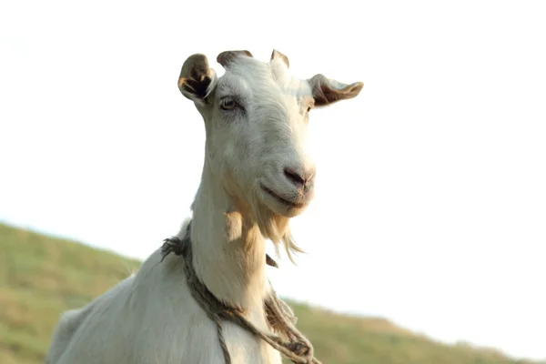 Bir çayır sıyrılmak keçi — Stok fotoğraf