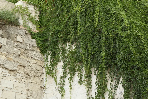Декоративные растения на стене — стоковое фото