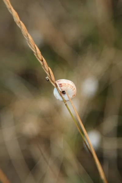 Primo piano del campo di grano — Foto Stock