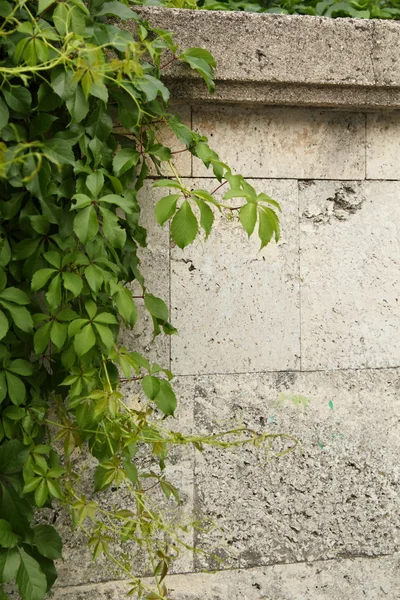 Stone wall decorated with green plants — Stock Photo, Image