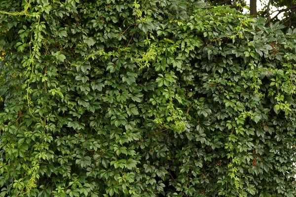 Стіна в зелених рослинах — стокове фото