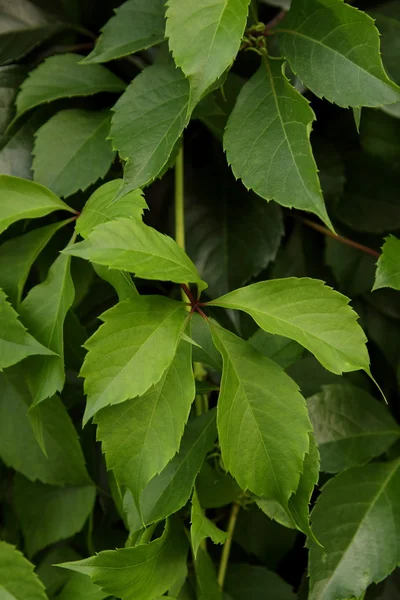 Wall in green plants — Stock Photo, Image