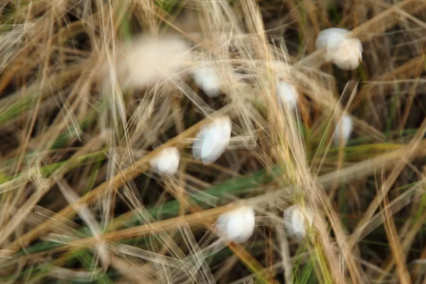 Gullhveteåker om sommeren – stockfoto