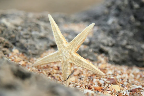 躺在岩石上，海滩上，背景模糊的大美丽海星 — 图库照片