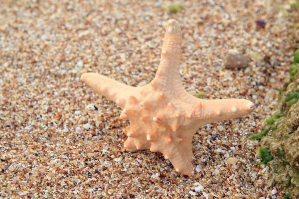 Hvězda ryby na písku pozadí — Stock fotografie