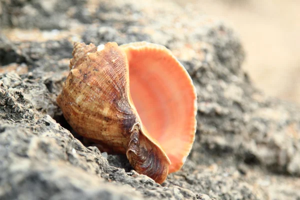 Large beautiful sea shell lies on the stones on the beach, blurred background — Stock Photo, Image