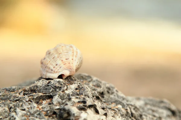 Gran concha de mar hermosa se encuentra en las piedras de la playa, fondo borroso — Foto de Stock