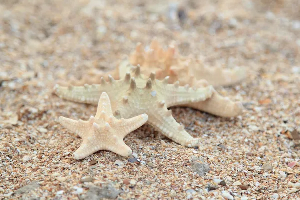 Tre stelle marine di diverse dimensioni sulla spiaggia — Foto Stock