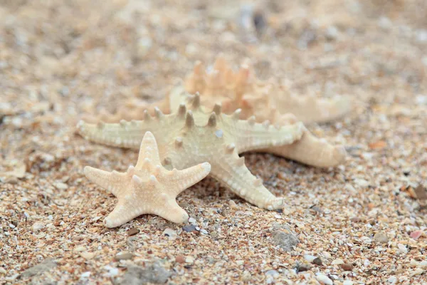 Drei unterschiedlich große Seesterne am Strand — Stockfoto