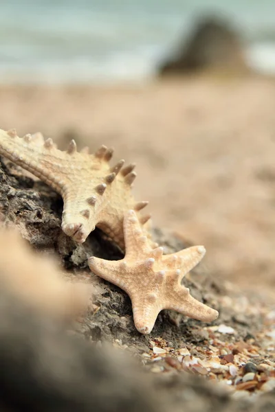 Große schöne Seesterne liegen auf den Felsen am Strand, verschwommener Hintergrund — Stockfoto