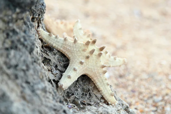 Starfish on the beach in the summertime — Stock Photo, Image