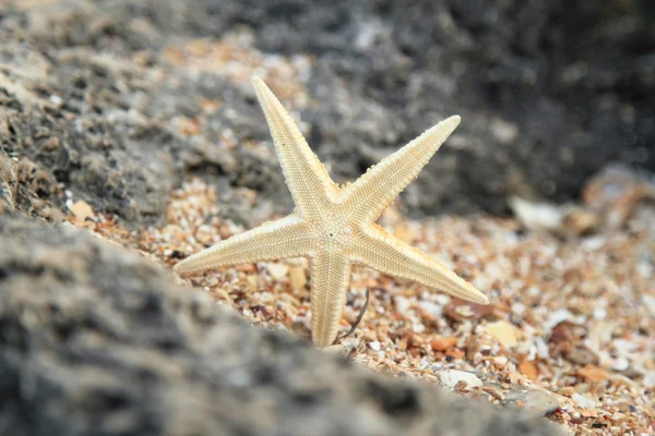 Egzotikus, feküdt egy nagy szikla a tenger gyönyörű tengeri csillag — Stock Fotó