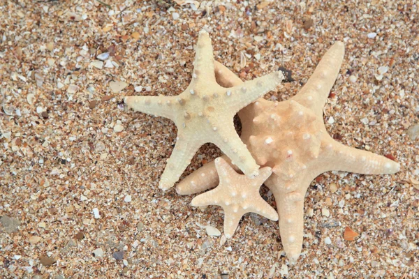 Estrella de mar en la playa en verano — Foto de Stock