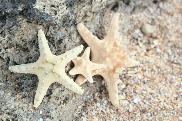 güzel deniz tasarım