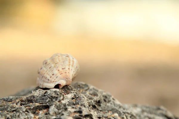 Exotic sea shell lying on a big rock in the sea — Stock Photo, Image