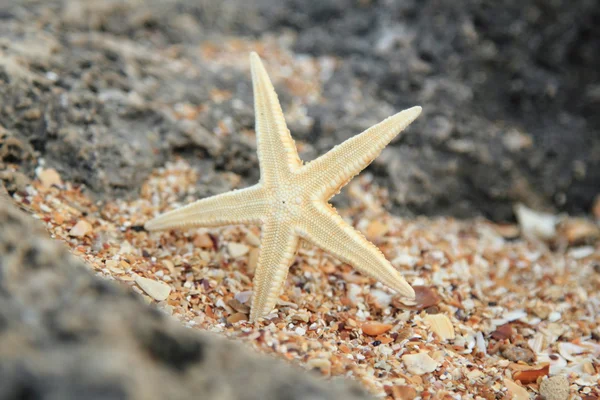 躺在海中的一块大石头上的异国情调美丽海星 — 图库照片