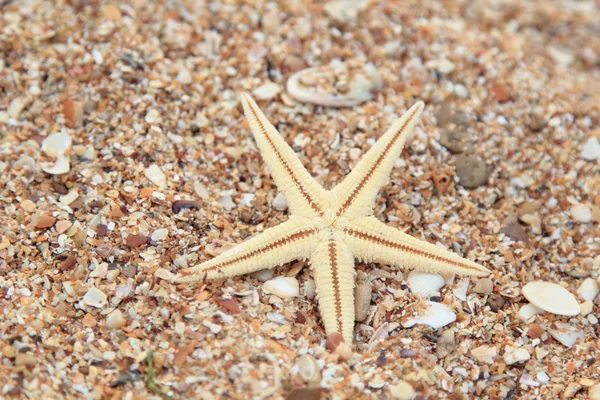 Tengeri csillag, nyáron a strandon — Stock Fotó
