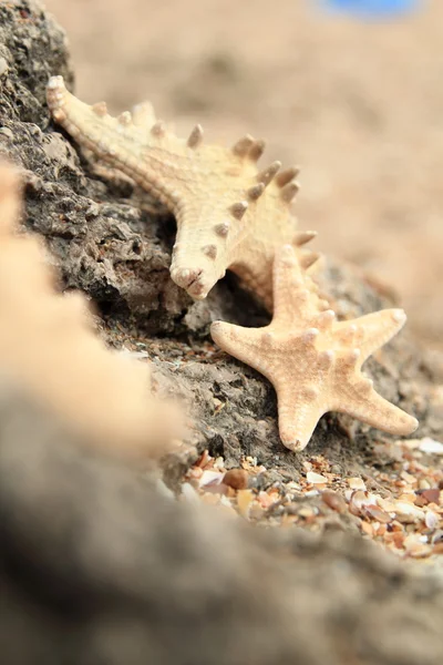 Muscheln und Seestern — Stockfoto