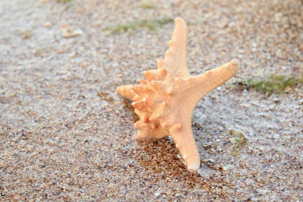 Estrella de mar en la arena de la playa - espacio para copiar — Foto de Stock