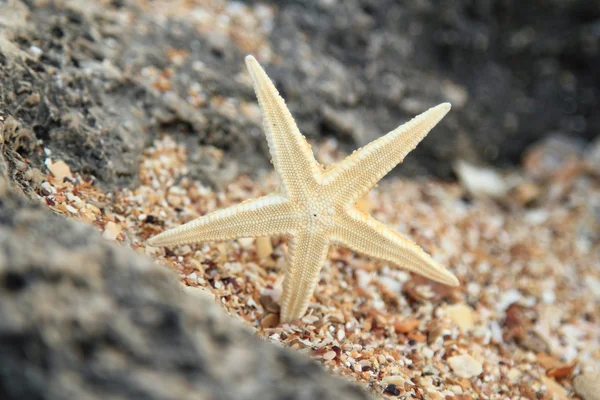 egzotik güzel deniz yıldızı denizin içinde büyük bir kaya üzerinde yalan