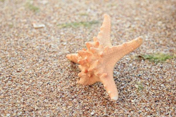 Hvězdice na pláži v létě — Stock fotografie