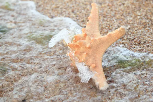 Beautiful starfish in the sea — Stock Photo, Image
