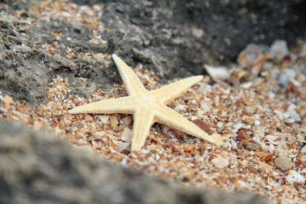 Большая красивая морская звезда, лежащая на скалах на пляже, размытый фон — стоковое фото