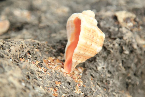 Gran concha de mar hermosa se encuentra en las piedras de la playa, fondo borroso — Foto de Stock