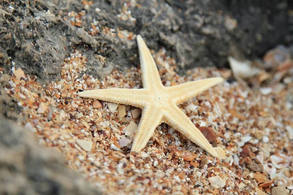 海边的贝壳和海星 — 图库照片