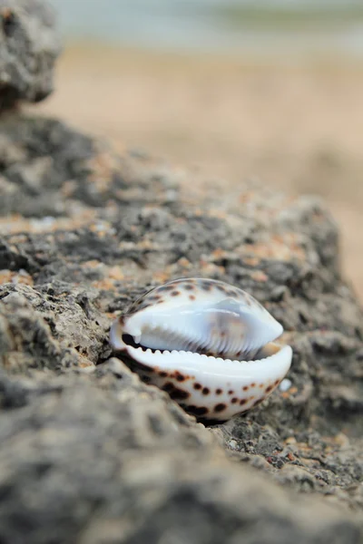 Conchas do mar e águas costeiras — Fotografia de Stock