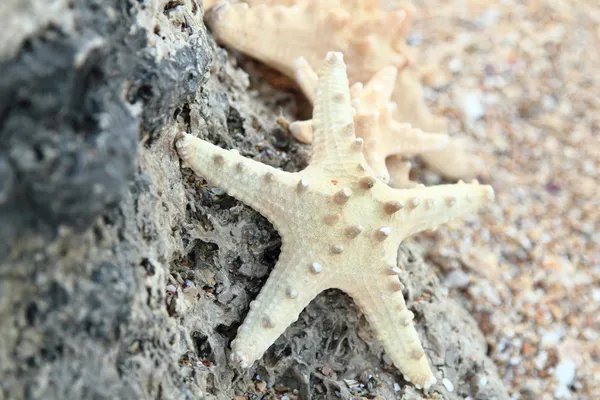 砂の背景に星の魚 — ストック写真