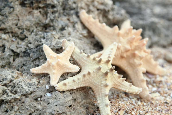 A tengerparti homok - másol hely tengeri csillag — Stock Fotó