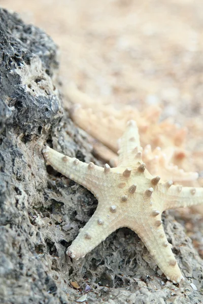 在夏日的海滩上的海星 — 图库照片