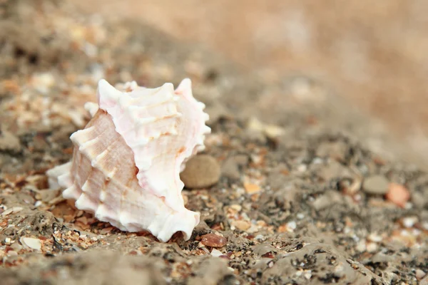 Gran concha de mar hermosa se encuentra en las piedras de la playa, fondo borroso — Foto de Stock