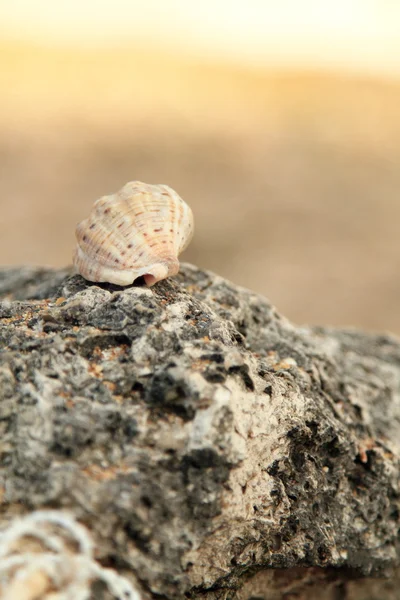 Coquille de mer exotique couché sur un gros rocher dans la mer — Photo