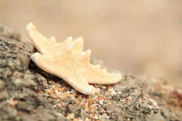 Sea shells and seastar — Stock Photo, Image