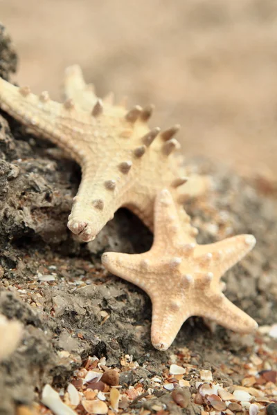 躺在岩石上，海滩上，背景模糊的大美丽海星 — 图库照片