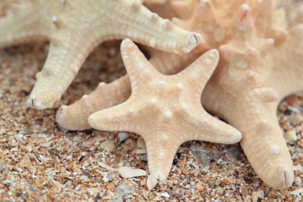 Seestern im Sand am Strand - Kopie des Weltraums — Stockfoto