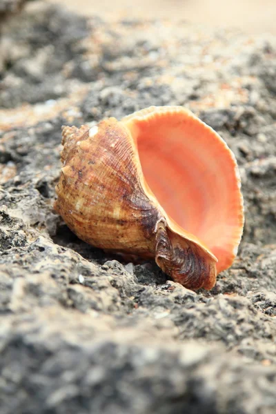 Grande belle coquille de mer se trouve sur les pierres sur la plage, fond flou — Photo